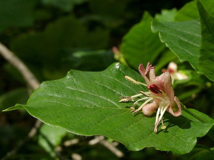 Zimolez alpský (Lonicera alpigena)