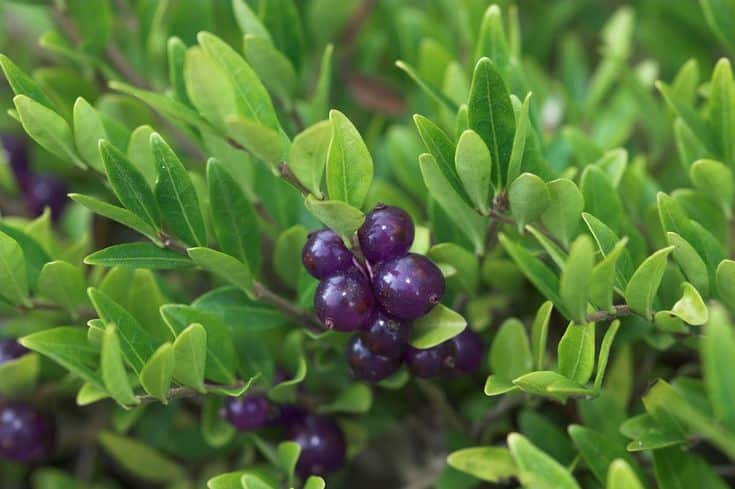 Zimolez kloboukatý - Lonicera pileata