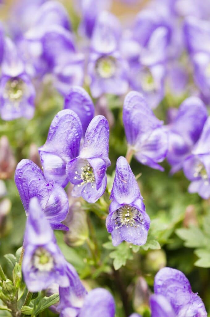 Oměj - Aconitum napiforme