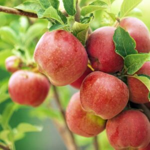 Virová mozaika jabloně útočí na jabloně