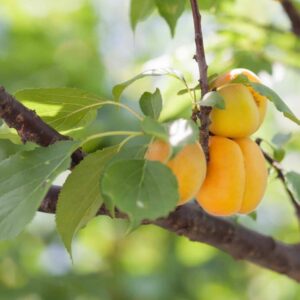 Moniliniová spála napadá meruňky