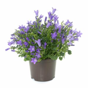 Zvonek v květináči