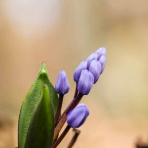 Ladoňka modrá - Scilla Siberica