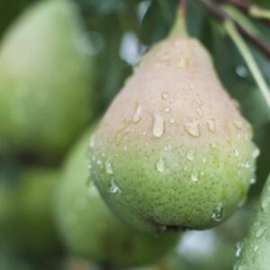 Virová kaménkovitost hrušek