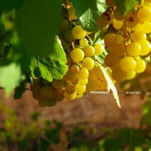 Vlnovník révový - škodí na révě vinné