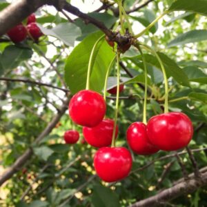 Vlnovník višňový - napadá višně, třešně a další