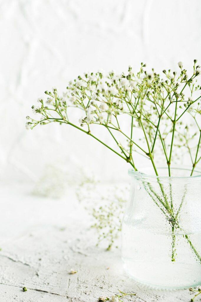 Bunch of Gypsophila