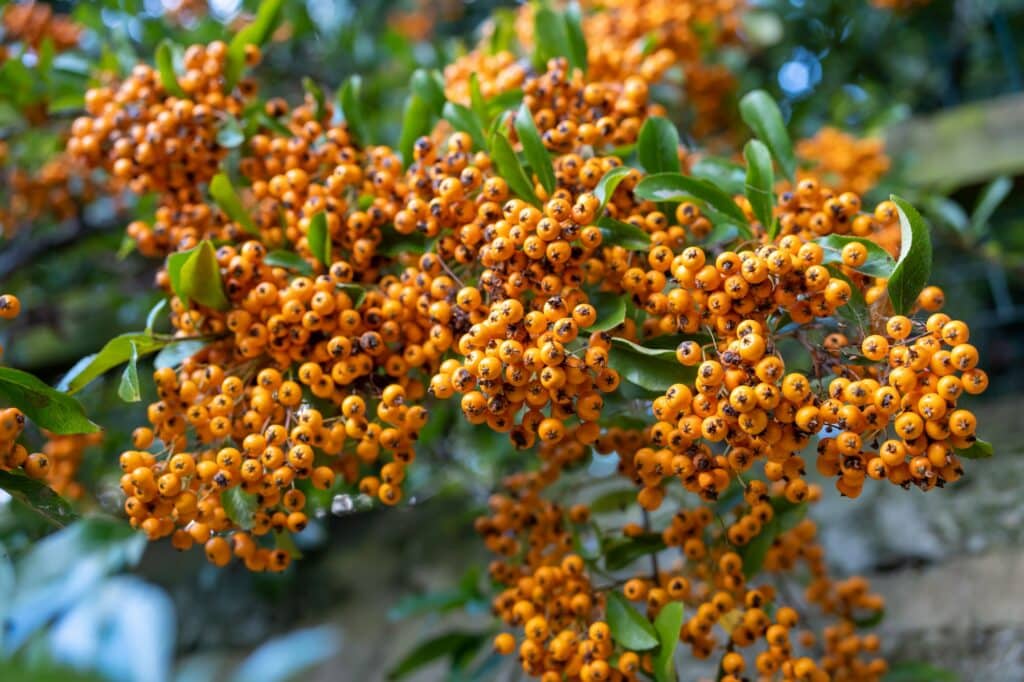 Hlohyně šarlatová - Pyracantha coccinea