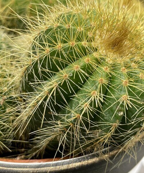 Vlnatka krvavá útočí i na kaktusy