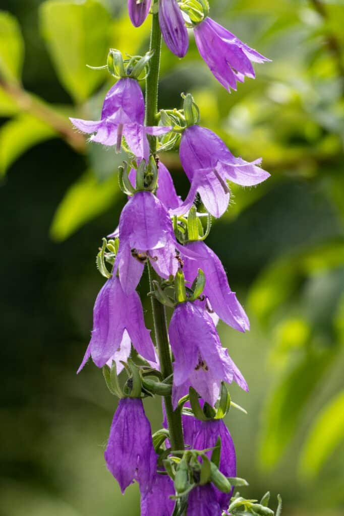 Zvonek - Campanula