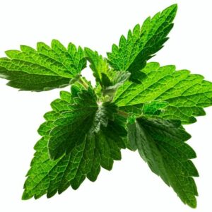 Šanta kočičí listy