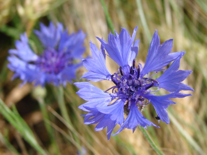 Chrpa modrá (Centaurea cyanus)​