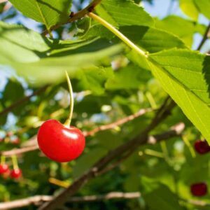 Skvrnitost listů třešně a višně