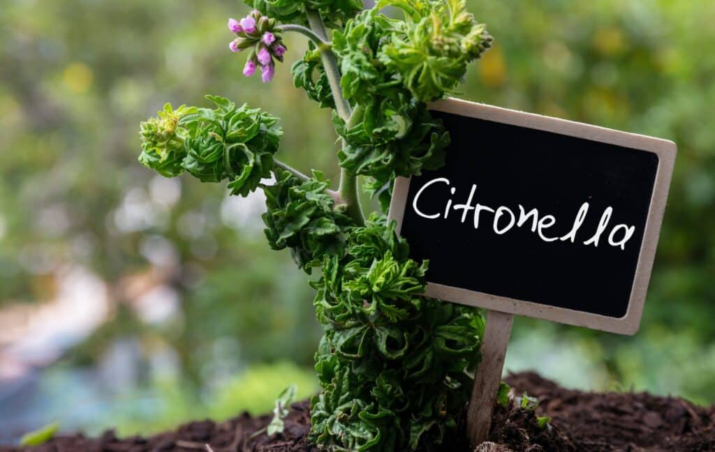 Citrónový muškát - Pelargonium citronella