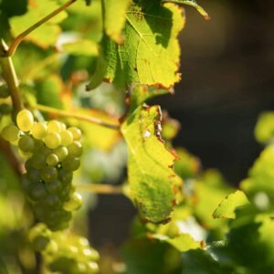 Zobonoska révová - škůdce vinné révy