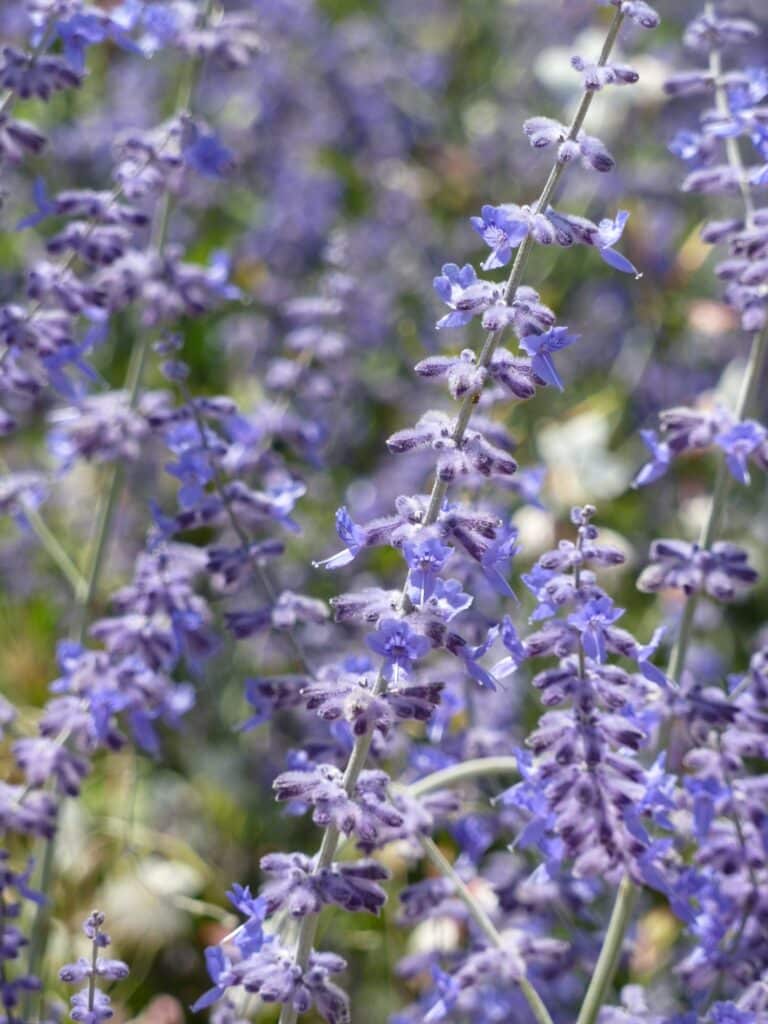 Closeup shot of a Russian sage flower on a field