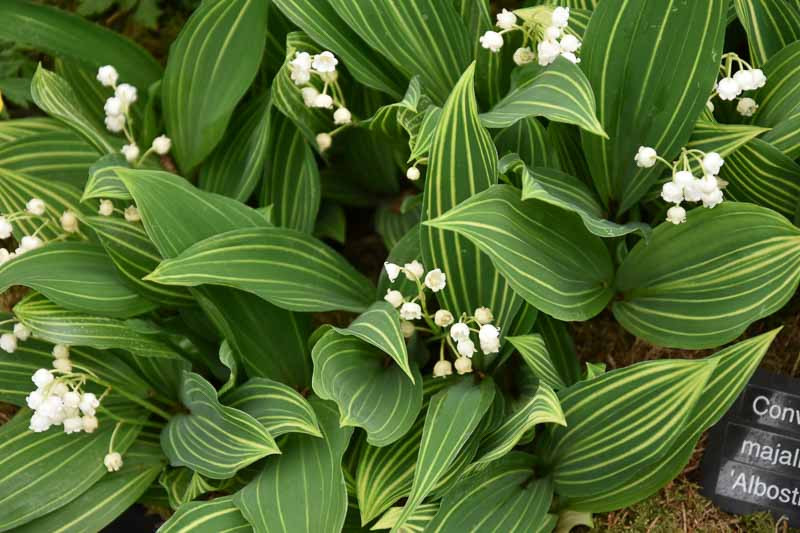 Konvalinka vonná (Convallaria majalis)​