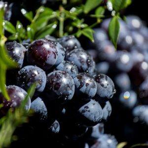 Padlí révy napadá révu vinnou