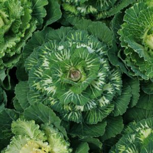 Alternariová skvrnitost napadá brukvovité