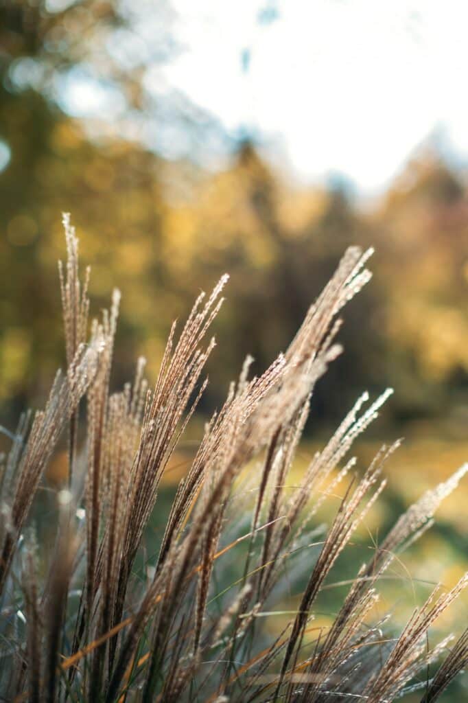 Ozdobnice Miscanthus