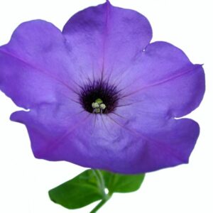 Petunie modrá