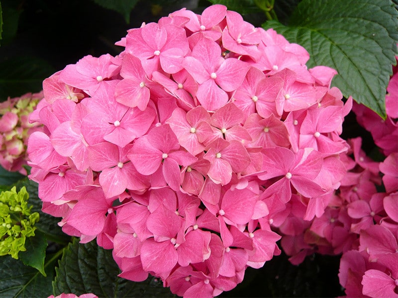 Hortenzie velkolistá 1 Hortenzie velkolistá (Hydrangea macrophylla)