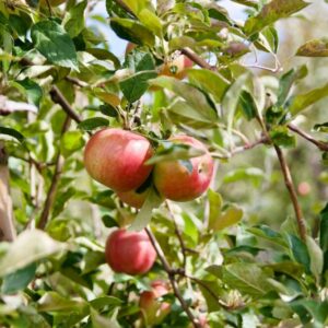 Hořká skvrnitost jablek ničí plody