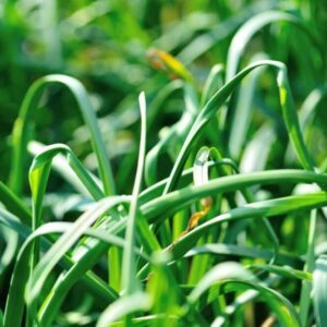 Vlnovník česnekový škodí na česneku