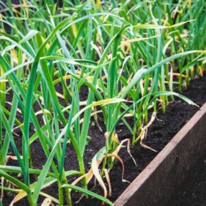 Houbomilka česneková škodí hlavně na česneku