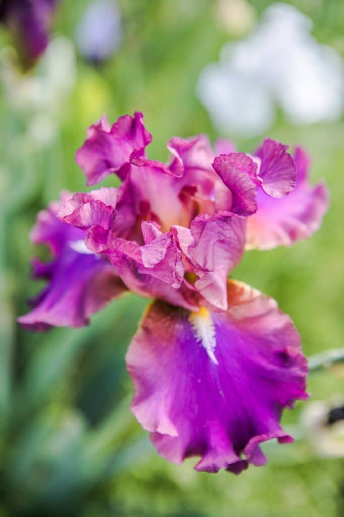 Kosatec něměcký - Iris germanica