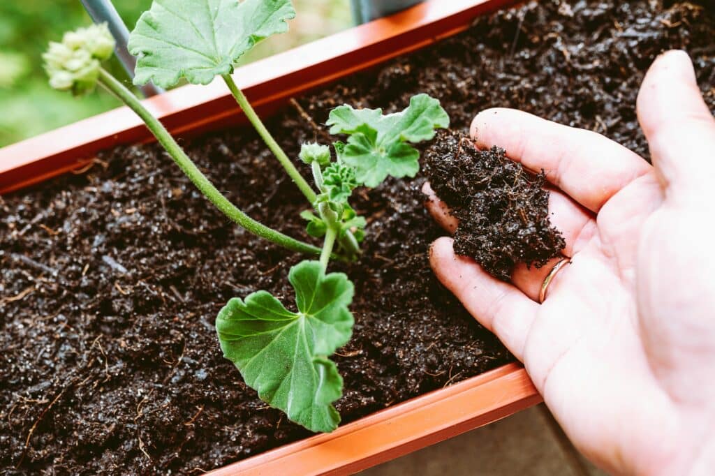 Muškáty pěstování