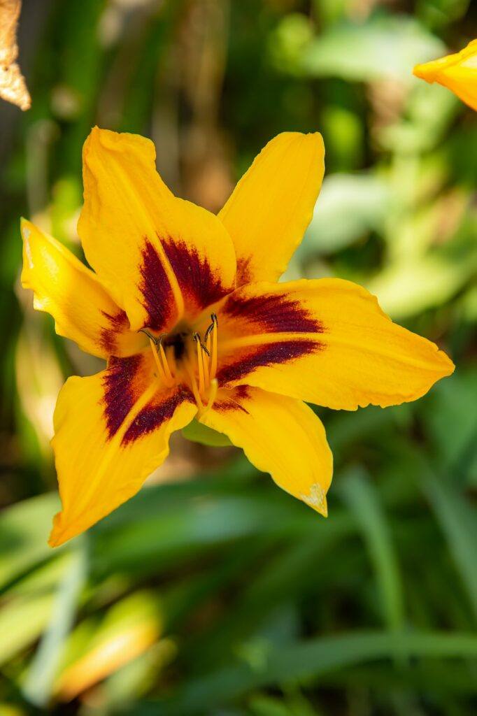 Denivka - Hemerocallis