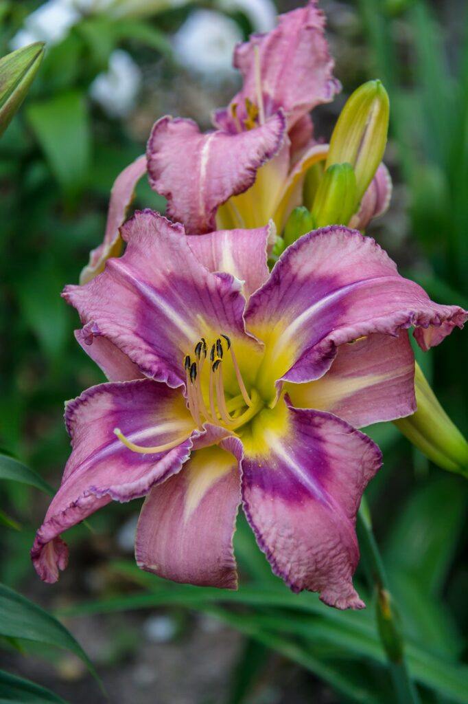Denivka - Hemerocallis, Mildred Mitchell Daylily