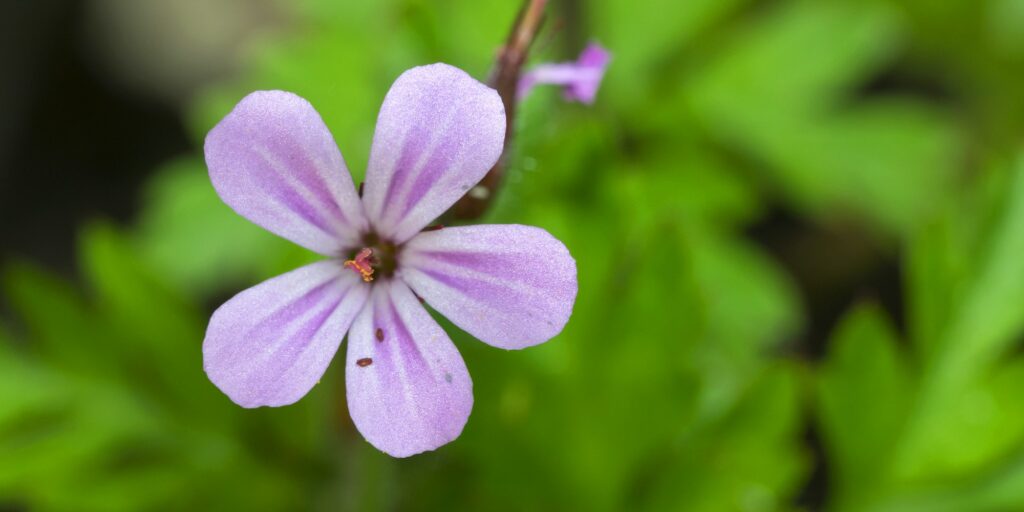 Kakost smrdutý - Geranium robertianum,