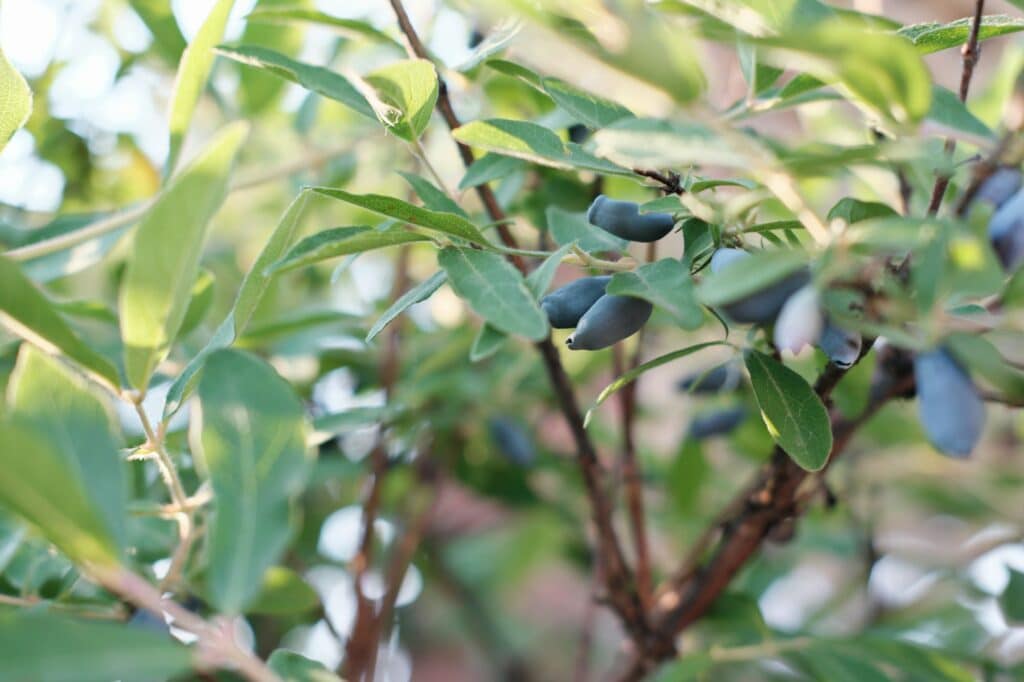 Zimolez kamčatský Lonicera kamtschatica