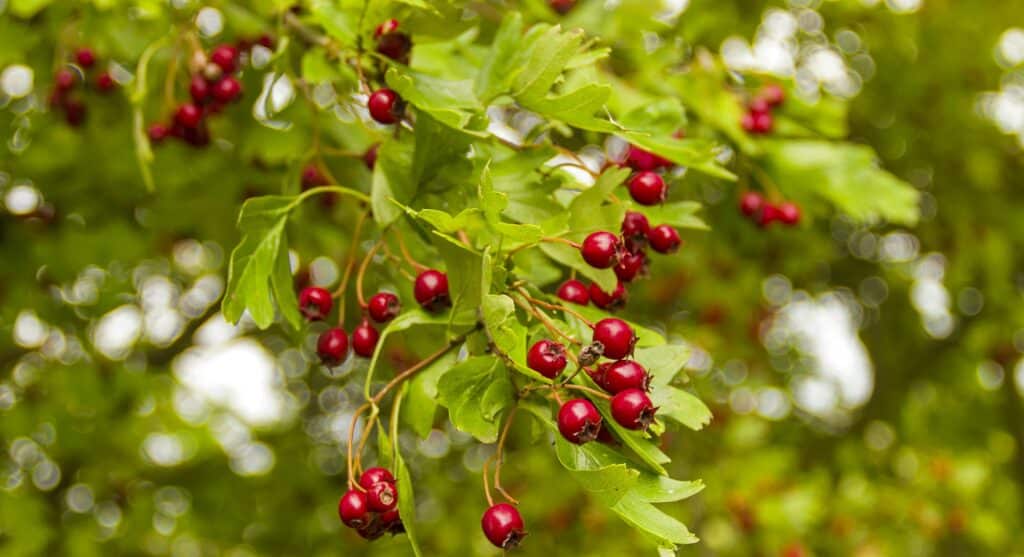 Hlošina mnohokvětá - Elaeagnus multiflora