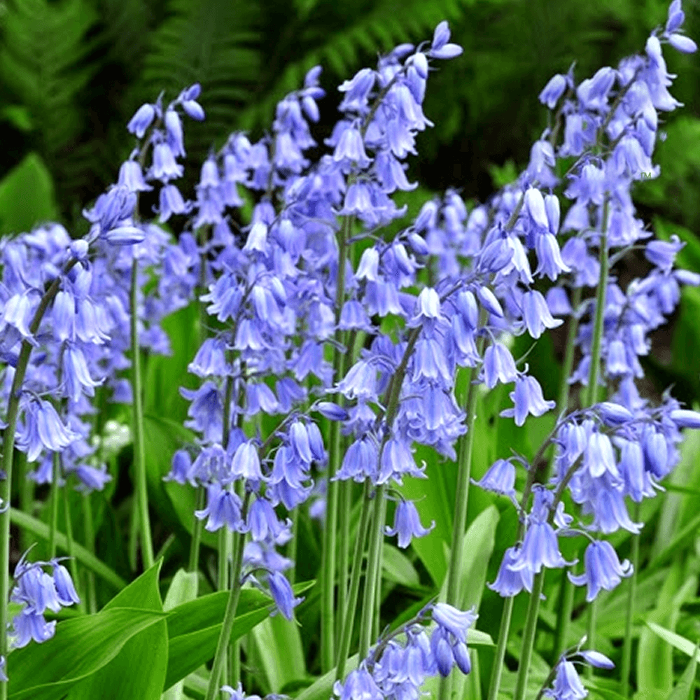 Scilla non-scripta​