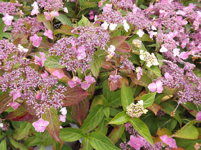 Hortenzie velkolistá 3 Hortenzie velkolistá (Hydrangea macrophylla)