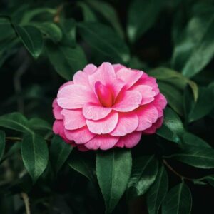 Kamélie Japonská květ