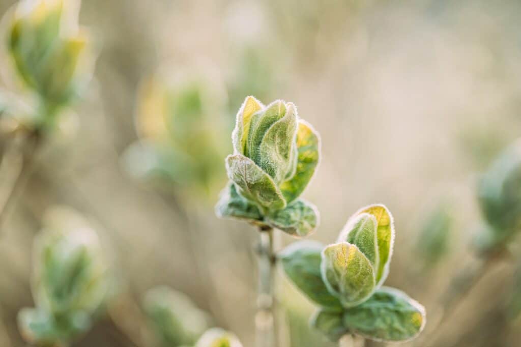 Zimolez obecný - Lonicera Xylosteum