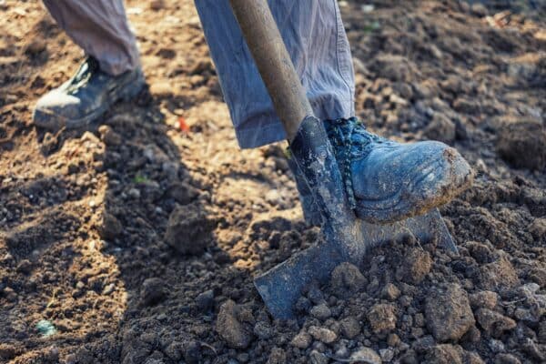 Plodomorka hrušková - ničení larev a kukel kypřením půdy