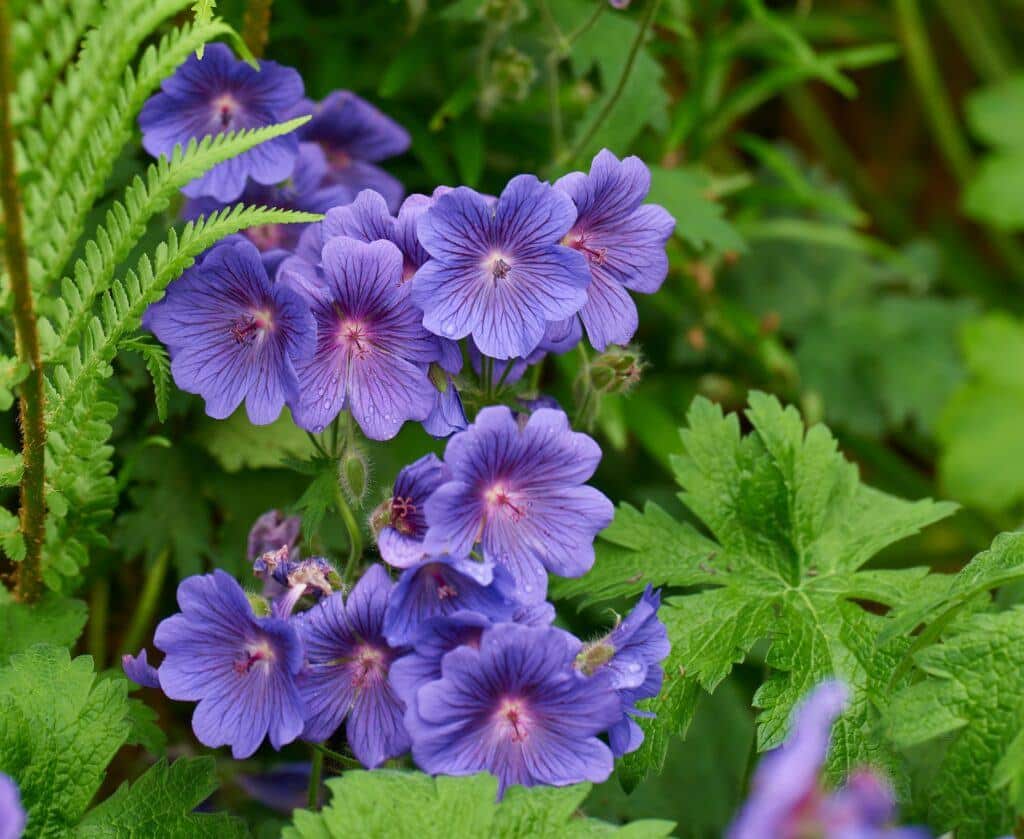 Meadow Geranium - also Geranium pratense - Johnsons Blue
