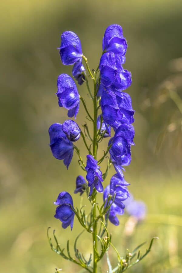 Oměj Šalamounek - Aconitum napellus