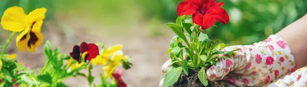 Petunie přesazování