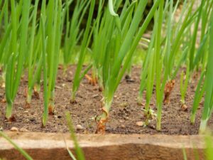 Jak se zbavit mravenců 16 Háďátko zhoubné napadá cibuli a česnek