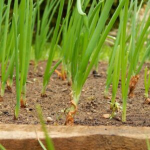 Háďátko zhoubné napadá cibuli a česnek