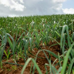 Vrtalka pórová škodí nejvíce na pórku