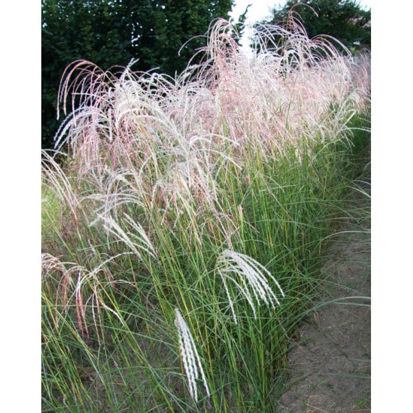 ozdobnice čínská - miscanthus sinensis