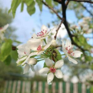 Plodomorka hrušková - klade vajíčka do květů