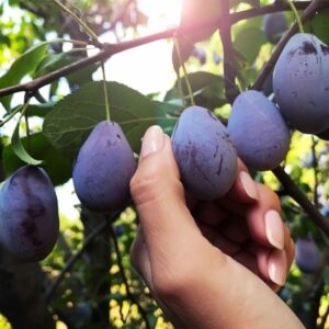 Červená skvrnitost napadá hlavně listy slivoně